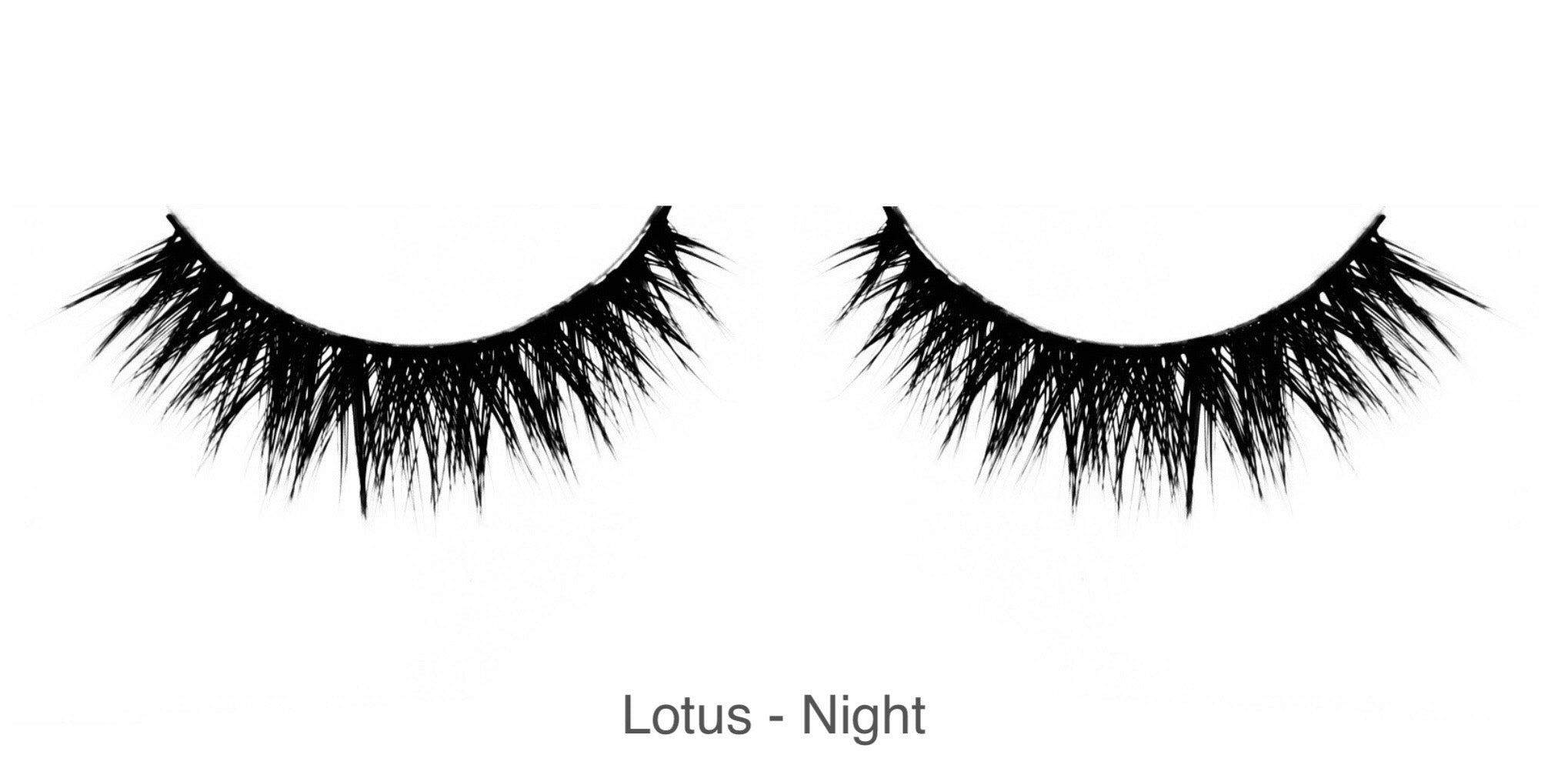 Lotus - Night
